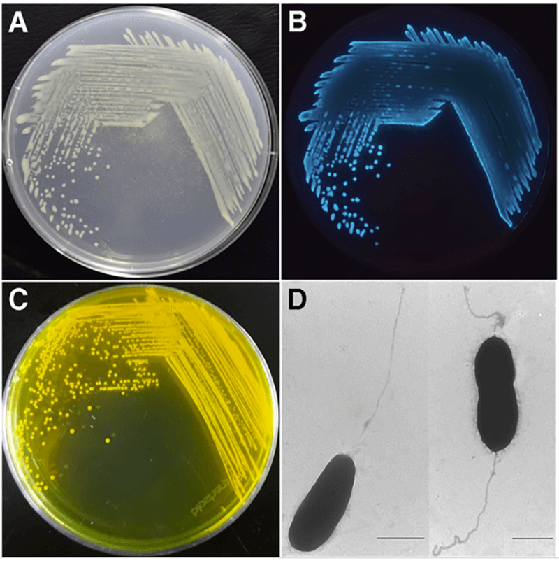 Vi khuẩn Vibrio Harveyi là nguyên nhân gây bệnh